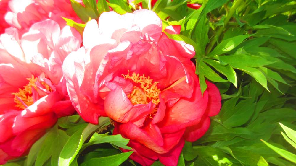 Paeonie_rot