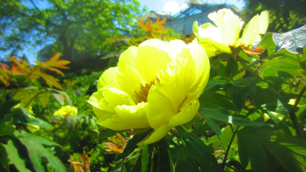 Paeonie_gelb
