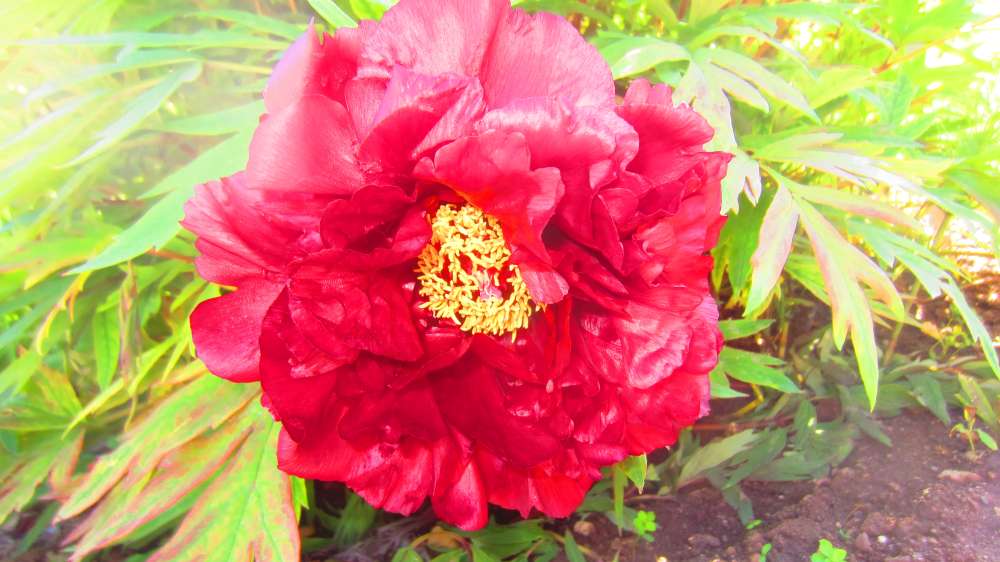 Paeonie_rot