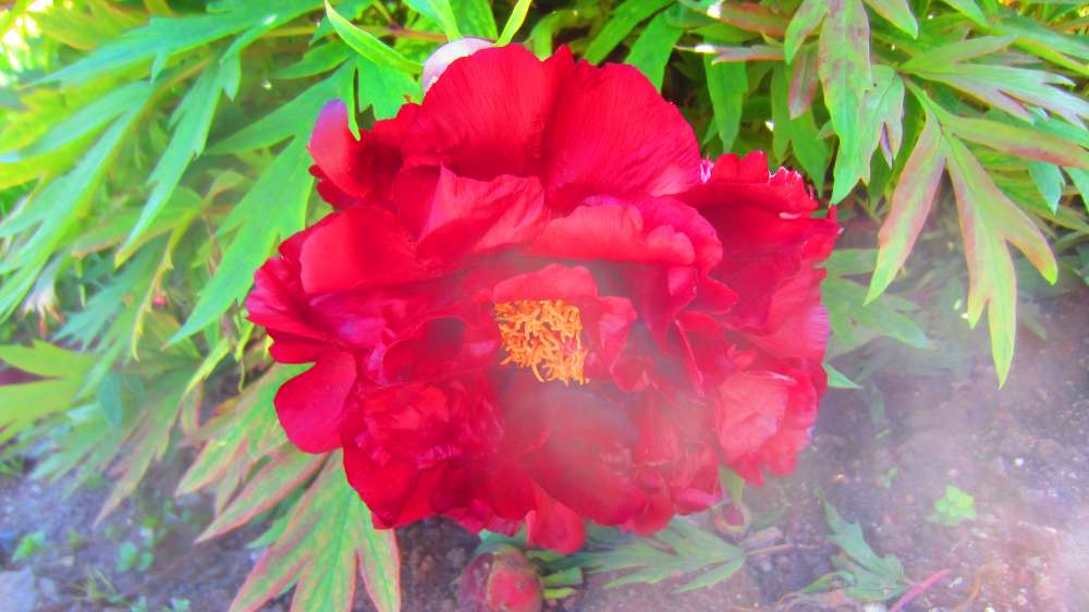 Paeonie_rot