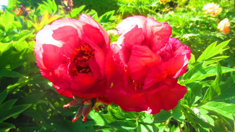 Paeonie_rot