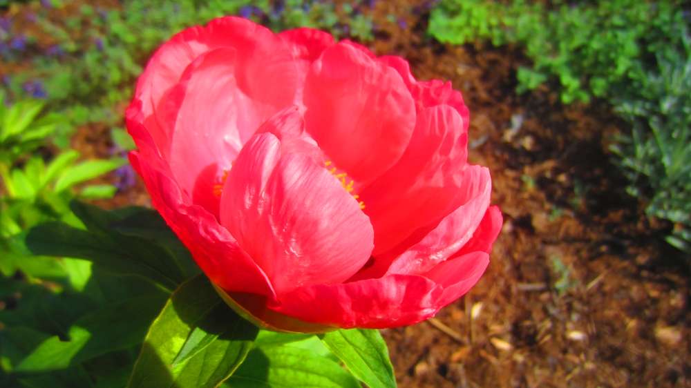Paeonie_rot