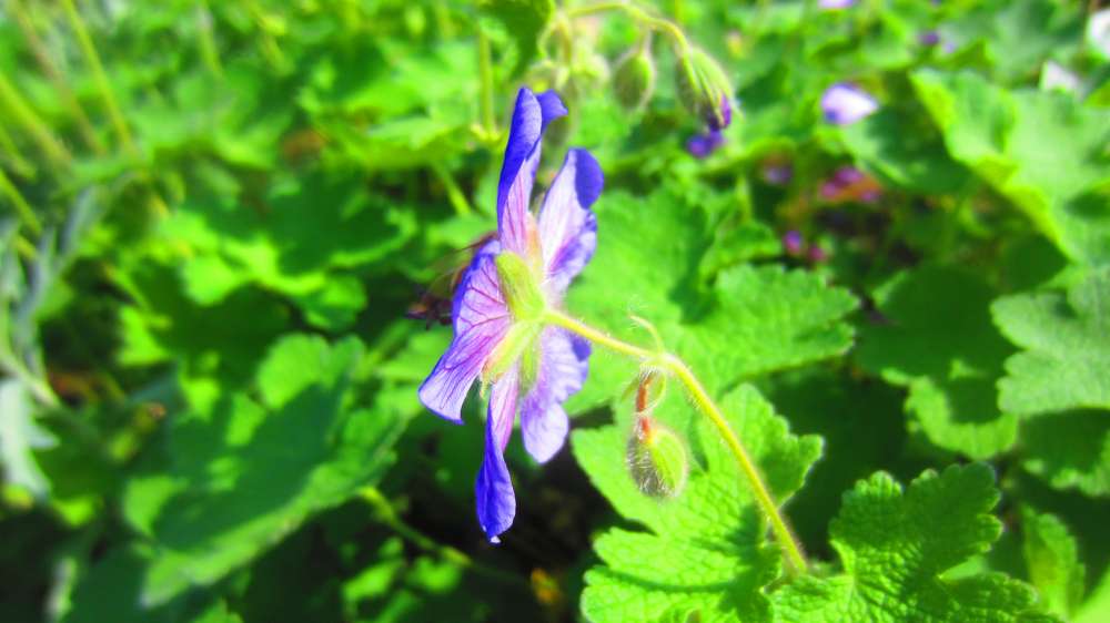 Storchenschnabel_blau