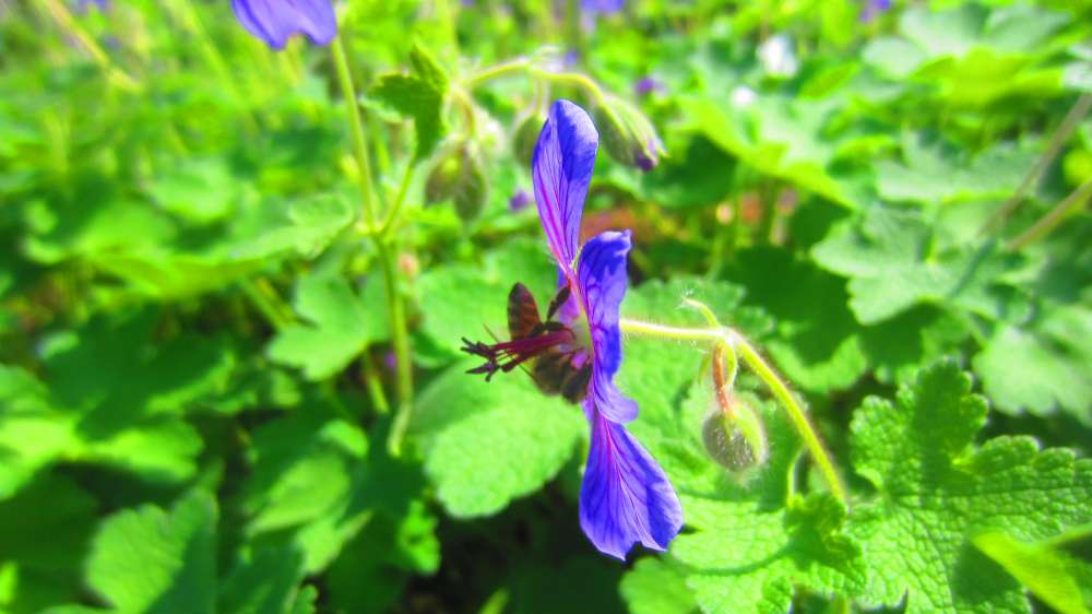 Storchenschnabel_blau