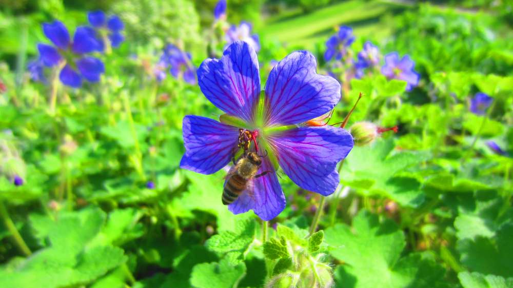 Storchenschnabel_blau