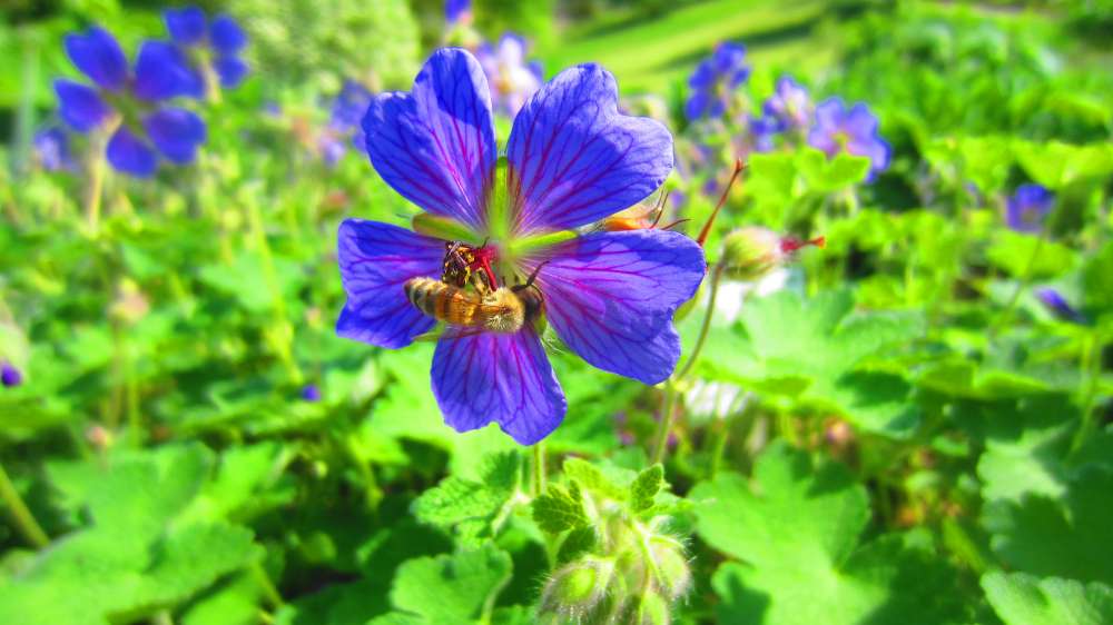 Storchenschnabel_blau