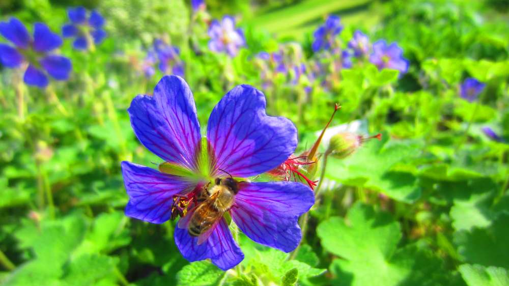 Storchenschnabel_blau