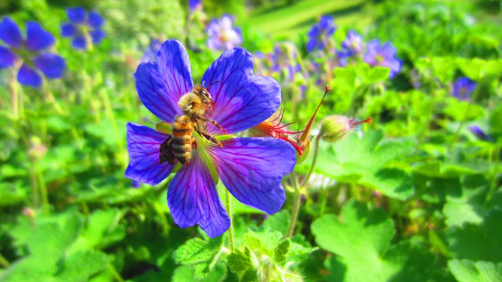 Storchenschnabel_blau