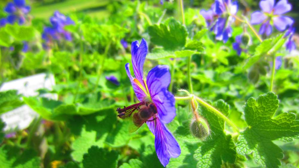 Storchenschnabel_blau