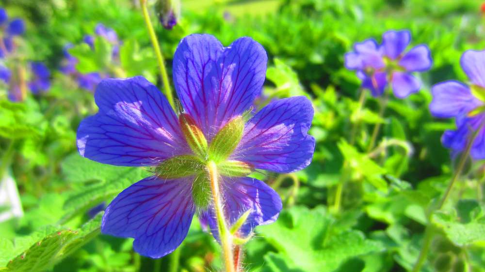 Storchenschnabel_blau