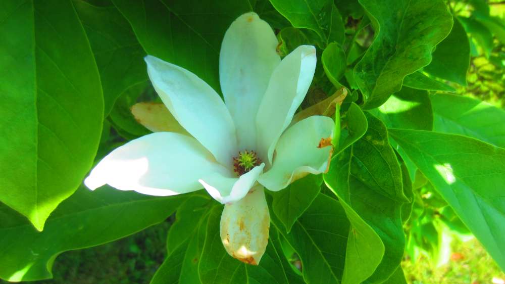 Magnolie