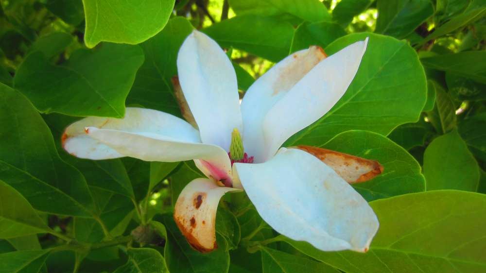 Magnolie