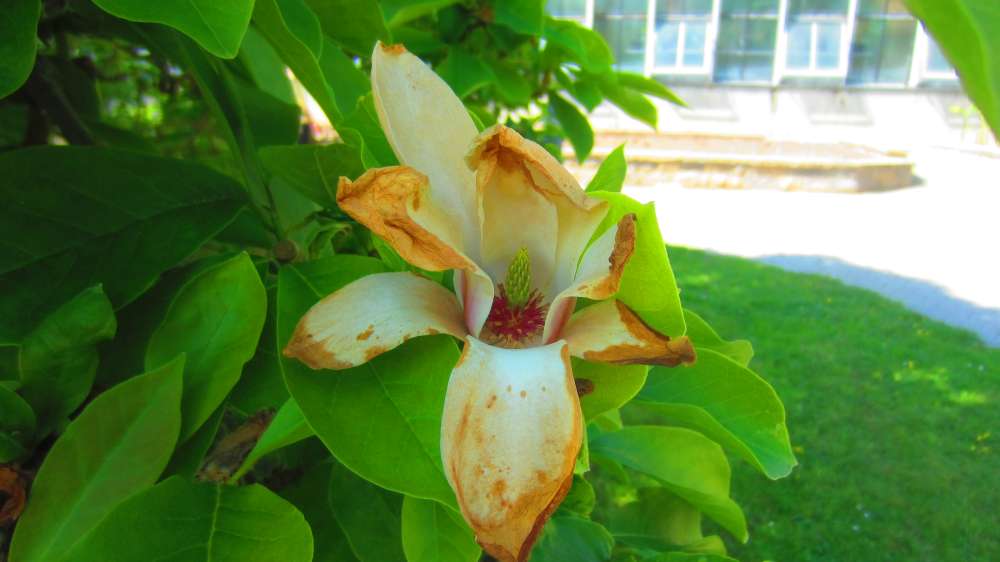 Magnolie