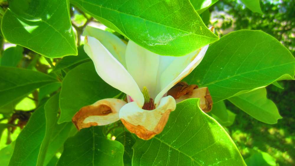 Magnolie