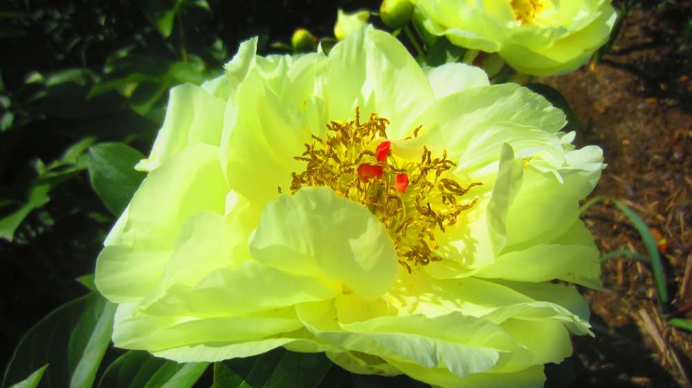 Paeonie_gelb