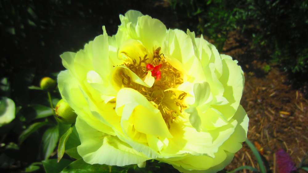 Paeonie_gelb