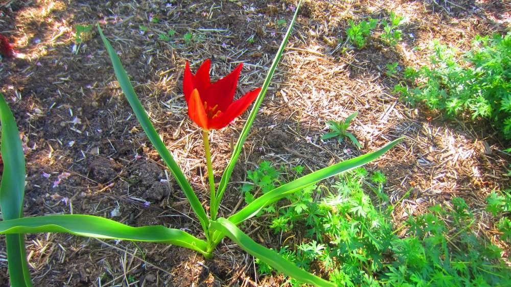 wilde_Tulpe