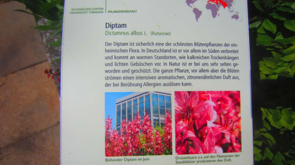 Diptam_Schild