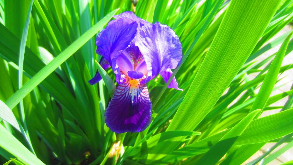 Iris_blau