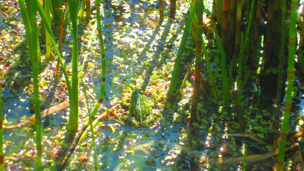 Froschteich