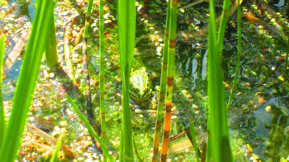 Froschteich