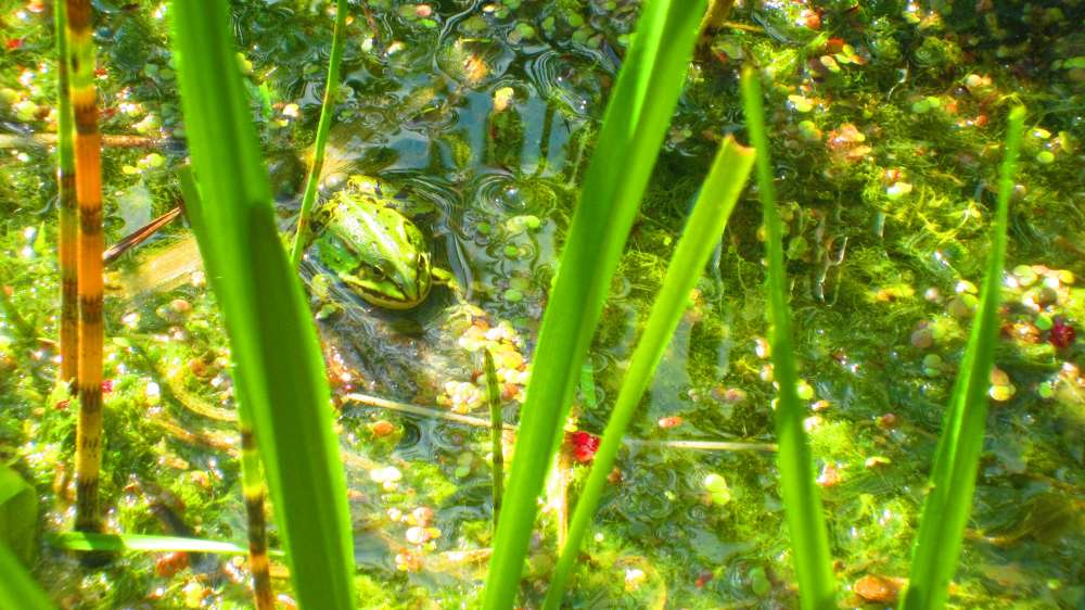 Froschteich