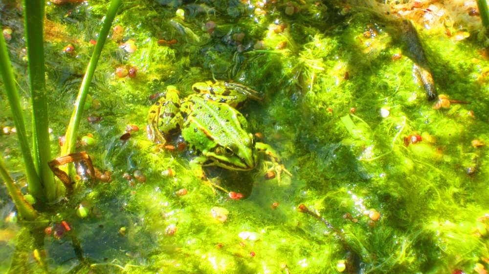 Froschteich
