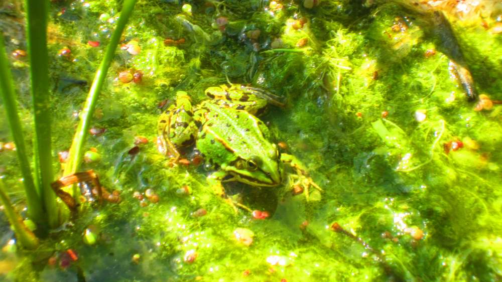 Froschteich