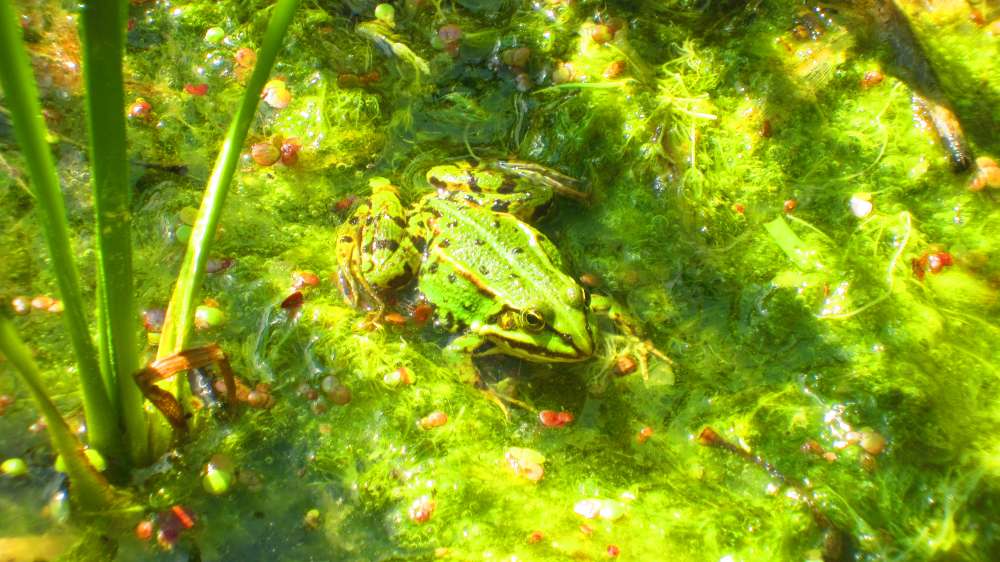 Froschteich