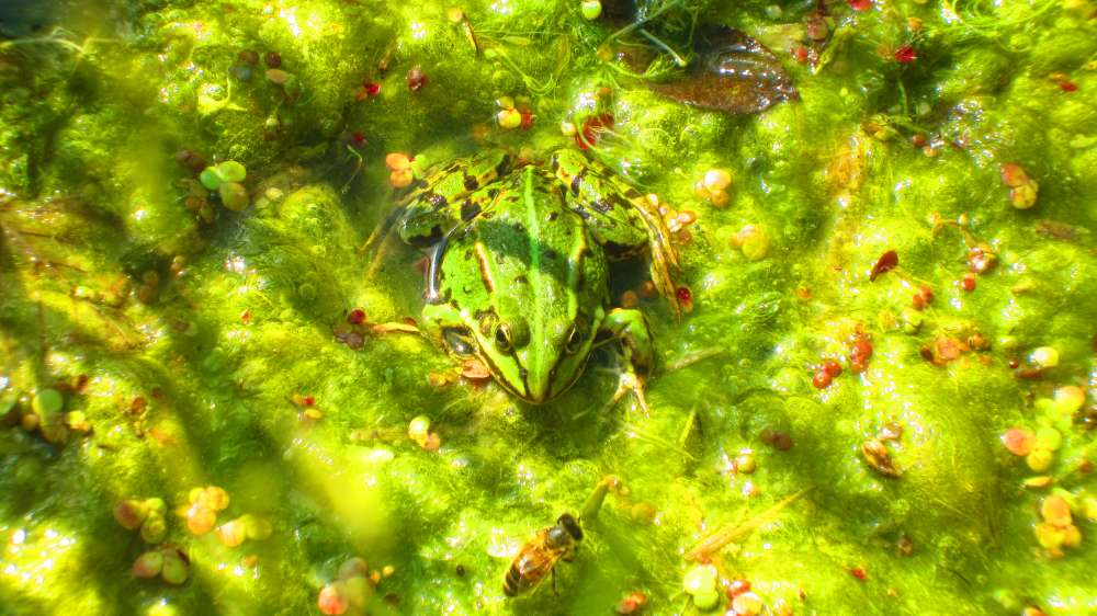 Froschteich