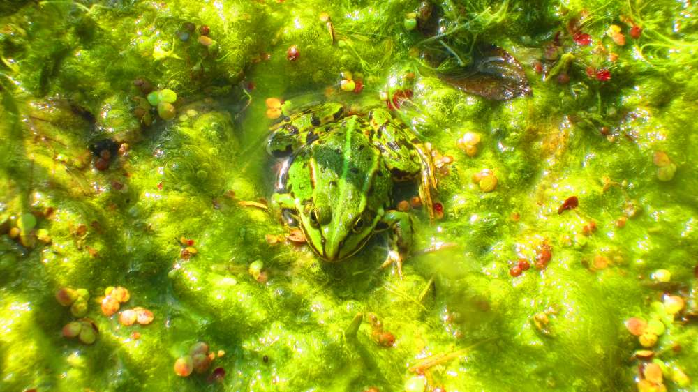 Froschteich