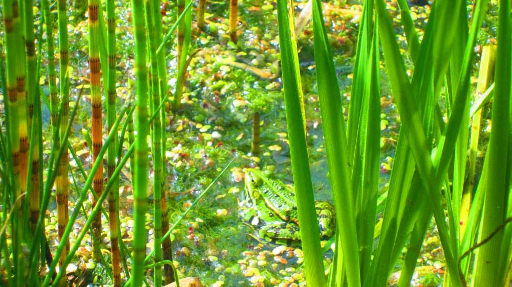 Froschteich