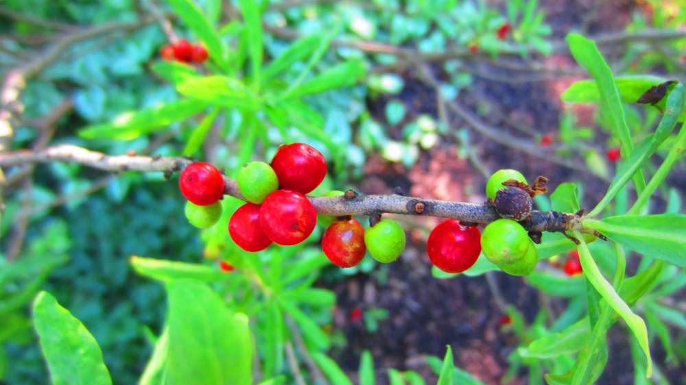 Kaukasischer_Seidelbast