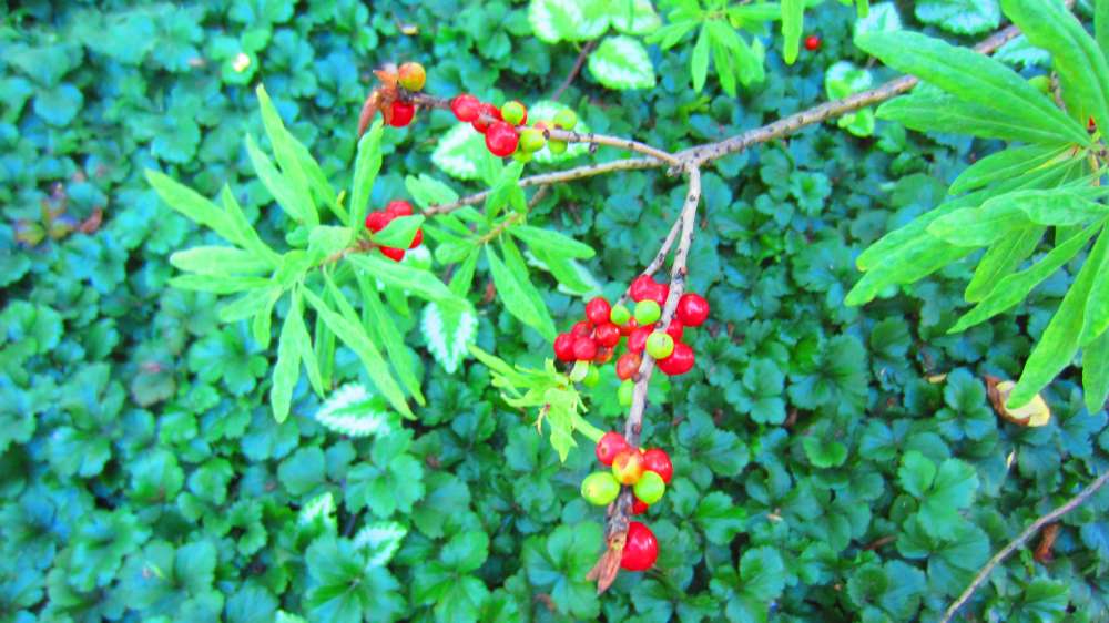 Kaukasischer_Seidelbast