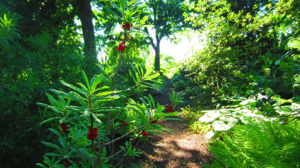 Kaukasischer_Seidelbast