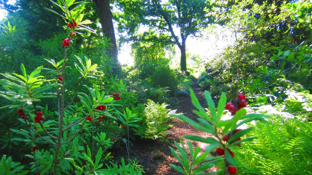 Kaukasischer_Seidelbast