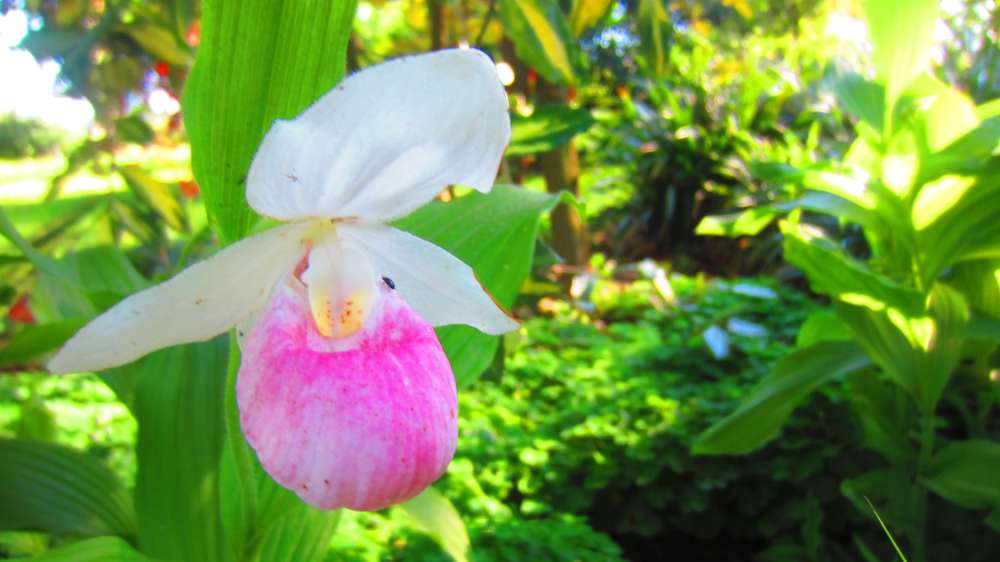 Koenigin_Frauenschuh