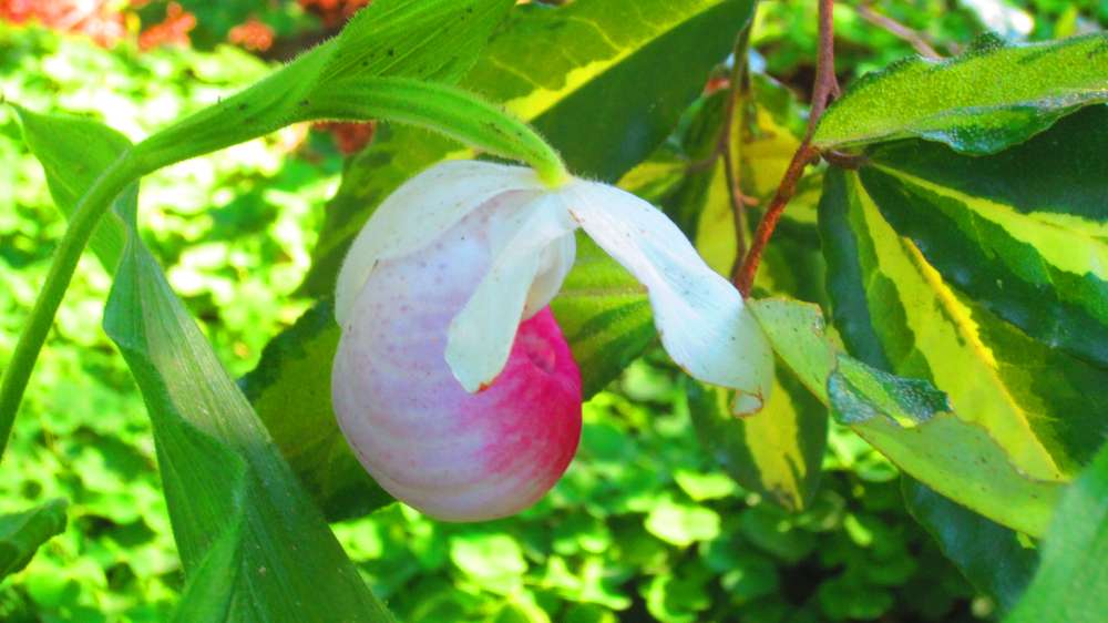 Koenigin_Frauenschuh