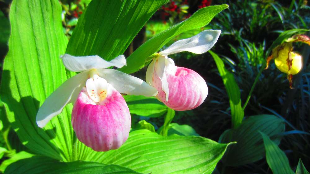 Koenigin_Frauenschuh