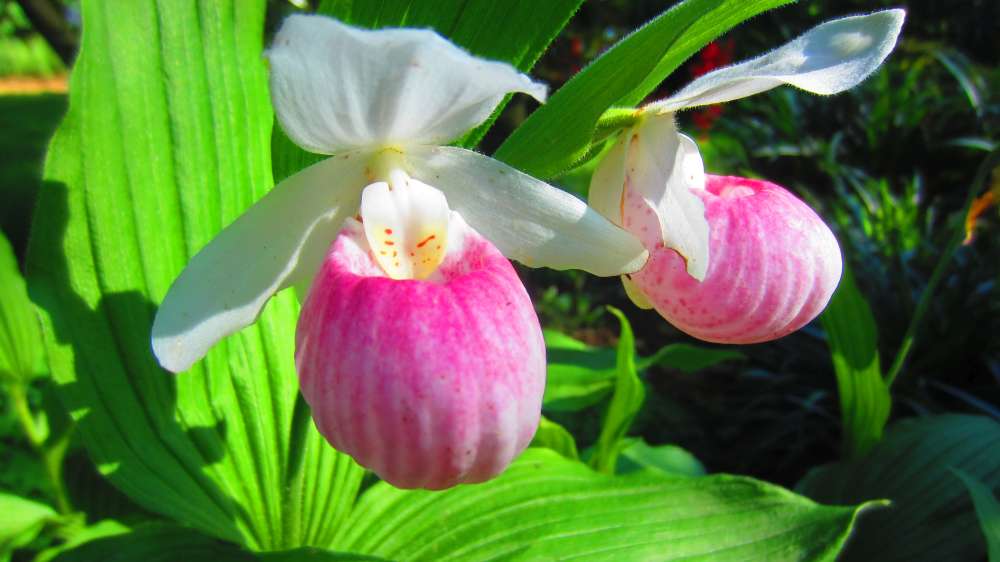 Koenigin_Frauenschuh