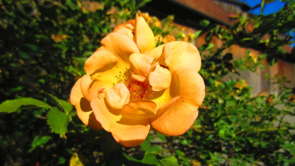 Rose_apricot
