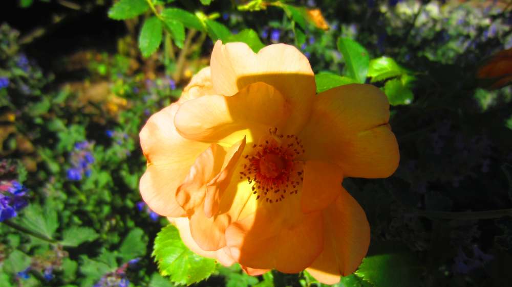 Rose_apricot