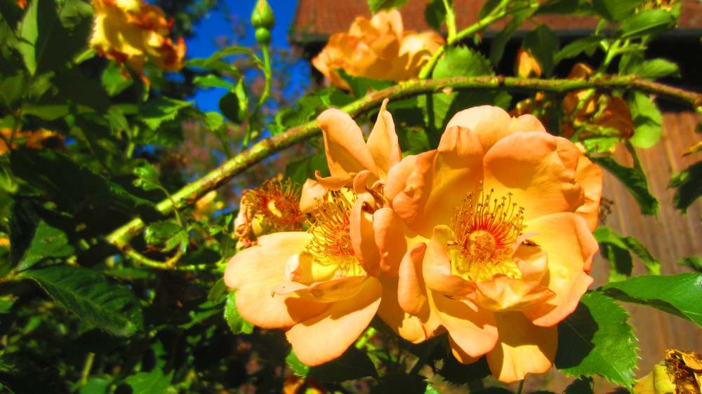 Rose_apricot