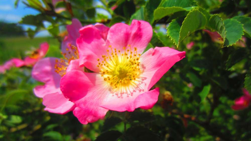 Heckenrose