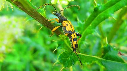 gefleckter_Schmalbock