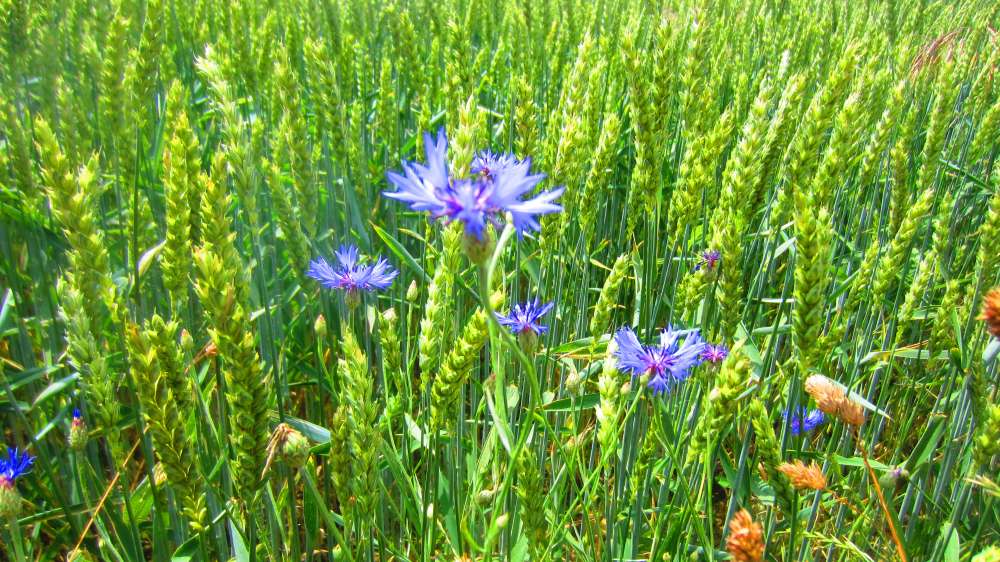 Weizen_mit_Kornblumen