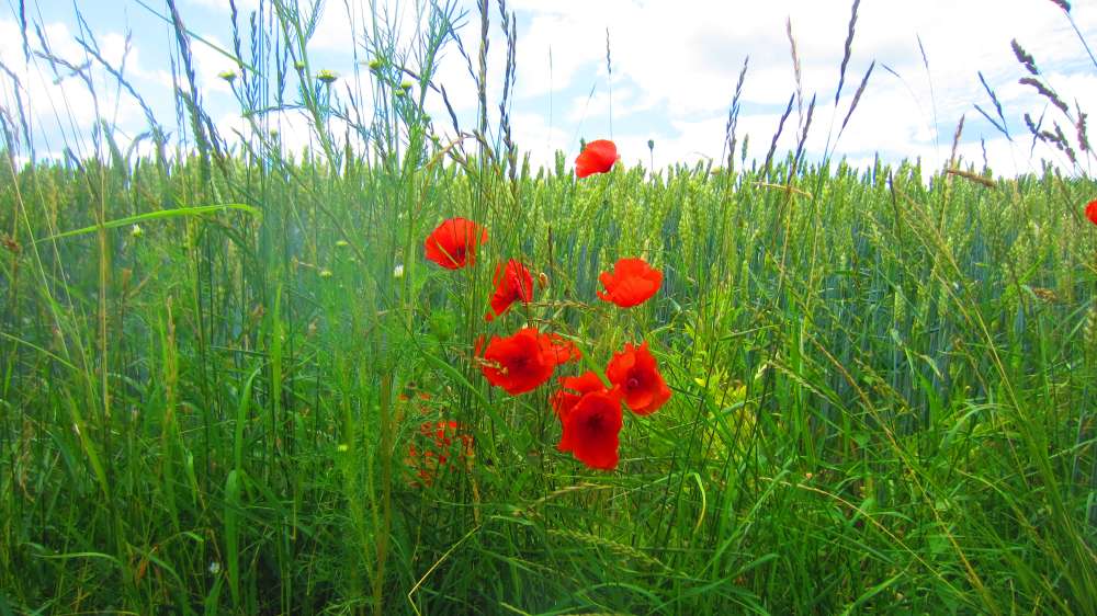 Mohn