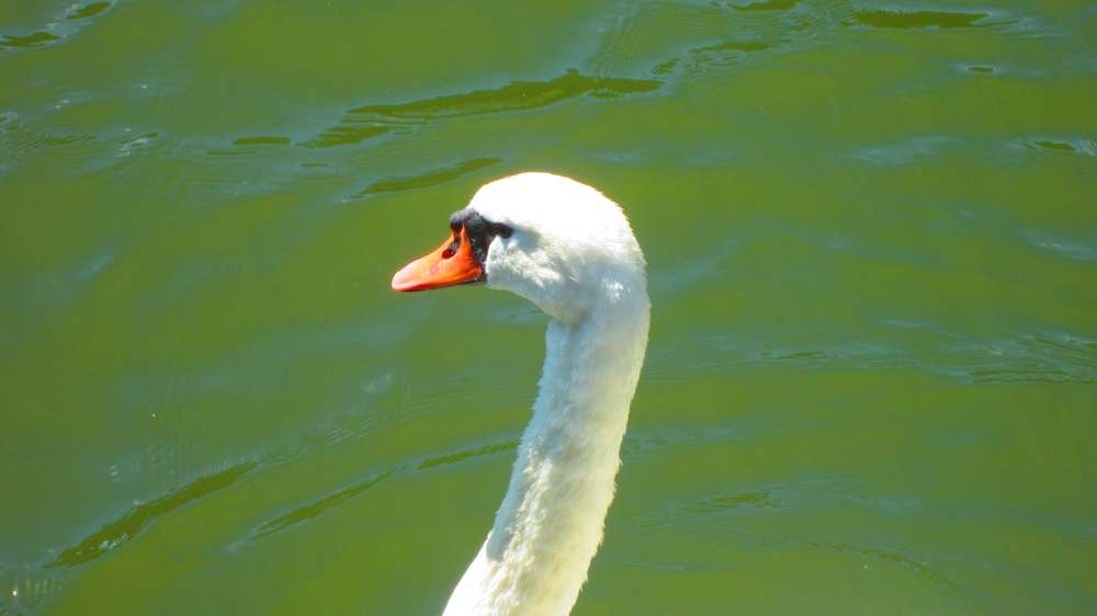 Schwan
