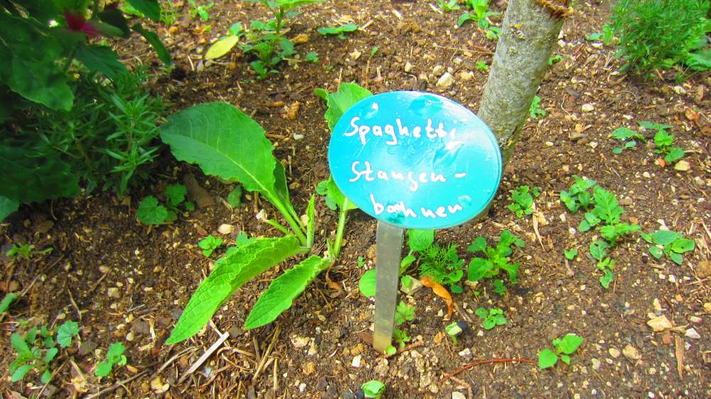 Spaghetti-Stangenbohnen