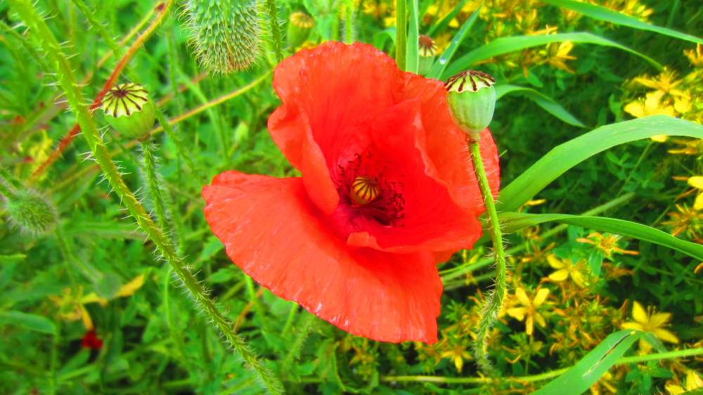 Mohn